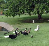 Anzac Park and Ululah Lagoon - Attractions