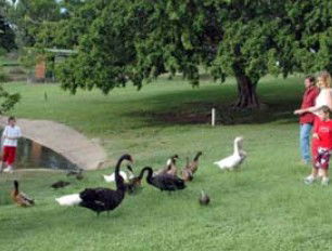 Anzac Park And Ululah Lagoon - Attractions 0