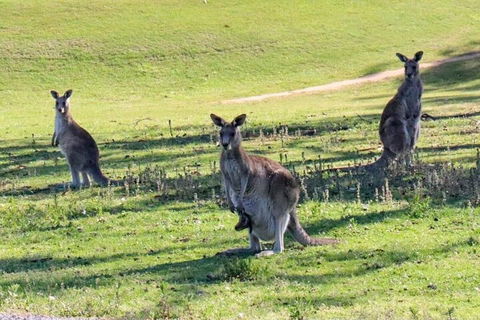 Great Ocean Road Tour With Lunch - Attractions 2