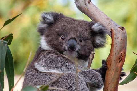 Great Ocean Road Tour With Lunch - Attractions 5