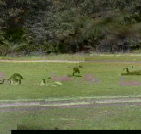 Yanchep  Lancelin - Wildlife Cave And Sands - Attractions