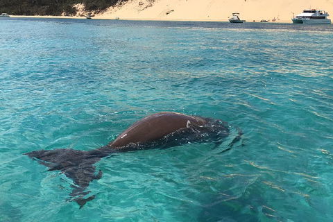 Cruise In Moreton Bay Marine Park And Moreton Island - Attractions 2
