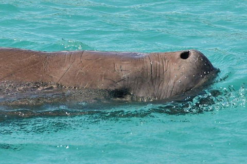 Cruise In Moreton Bay Marine Park And Moreton Island - Attractions 3