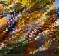 Full Day Tamar Valley Wine Tour - Attractions