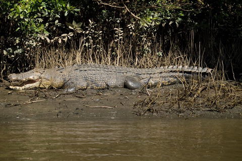 5-Day Best Of Cairns With Daintree, Kuranda, And Great Barrier Reef - Attractions 5