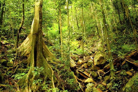 Cairns 4WD Waterfall And Rainforest Tour Including Kuranda Scenic Railway - Attractions 1
