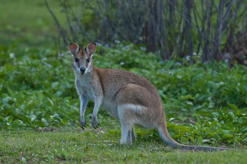 Cairns 4WD Waterfall And Rainforest Tour Including Kuranda Scenic Railway - Attractions 2