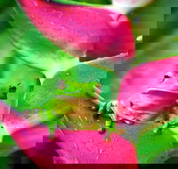 3-Day Best of Cairns Combo The Daintree Rainforest Great Barrier Reef and Kuranda - Attractions