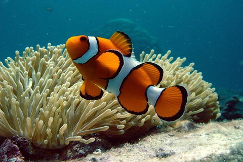 Cairns Reef And Rainforest Combo: Daintree Rainforest And The Great Barrier Reef - Attractions 2