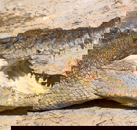 4-Day Cairns Ultimate Combo Daintree Rainforest Reef Kuranda  Paronella Park - Attractions