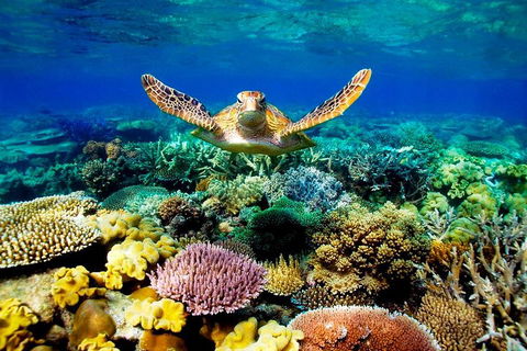 4-Day Cairns Ultimate Combo: Daintree Rainforest, Reef, Kuranda & Paronella Park - Attractions 3