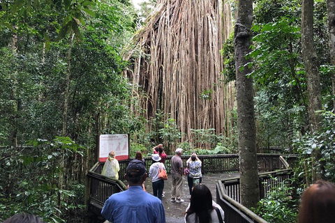 4-Day Cairns Ultimate Combo: Daintree Rainforest, Reef, Kuranda & Paronella Park - Attractions 5