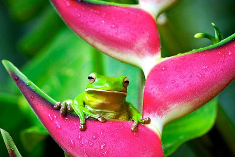 Cape Tribulation, Mossman Gorge, And Daintree Rainforest Premium Day Tour - Attractions 0