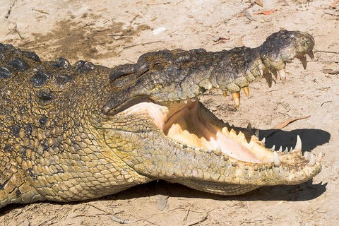 Cape Tribulation, Mossman Gorge, And Daintree Rainforest Premium Day Tour - Attractions 1