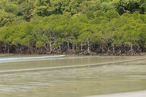Cape Tribulation, Mossman Gorge, And Daintree Rainforest Premium Day Tour - Attractions 4