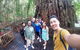 Cairns National Park Rainforest And Waterfall Small Group Tour Shore Excursion - thumb 2