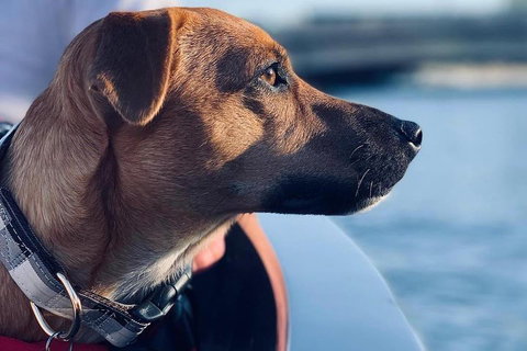 1.5-Hour Boat Rental In Melbourne - Attractions 0