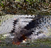 Full Day Tour in the Daintree - Attractions