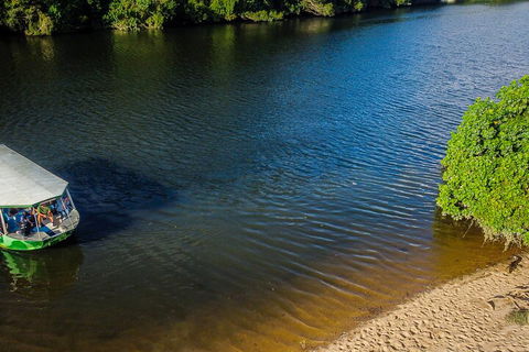 Afternoon Half-Day Daintree Rainforest And River Tour - Attractions 3