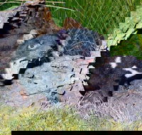 Private Blue Mountains Tour with Kangaroo and Koala Experience - Attractions