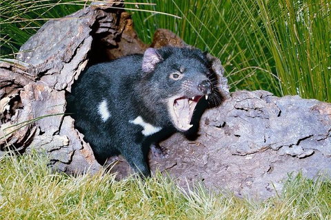 Private Blue Mountains Tour With Kangaroo And Koala Experience - See Attractions 0