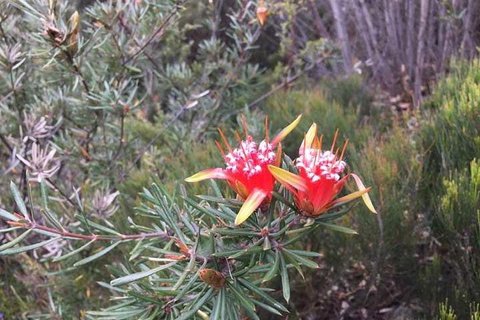 Private Blue Mountains Tour With Kangaroo And Koala Experience - See Attractions 4