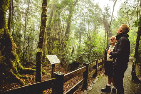 Full-day Springbrook National Park Tour From The Gold Coast - Attractions 1