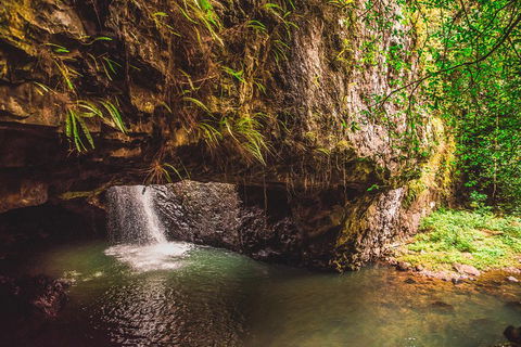 Full-day Springbrook National Park Tour From The Gold Coast - Attractions 4