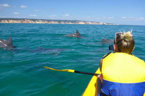 Kayak With Dolphins And 4WD Great Beach Drive Day Trip From Noosa - See Attractions 1