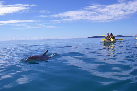 Kayak With Dolphins And 4WD Great Beach Drive Day Trip From Noosa - See Attractions 2