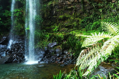 Private Tour - Rainforest & Waterfalls Extravaganza - Attractions 1
