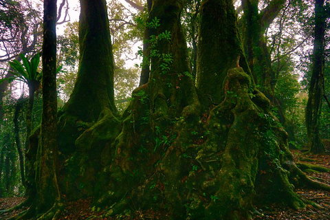 Private Tour - Rainforest & Waterfalls Extravaganza - Attractions 5