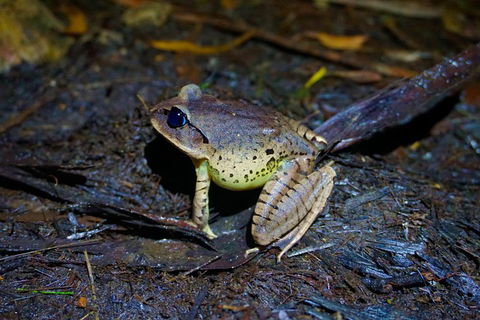 Glow Worms Private Tour - Nocturnal Rainforest Walk - Attractions 0