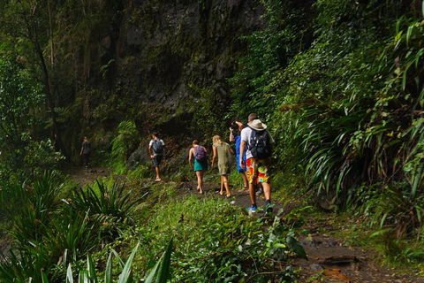 Glow Worms Private Tour - Nocturnal Rainforest Walk - Attractions 1