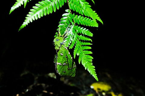 Glow Worms Private Tour - Nocturnal Rainforest Walk - Attractions 2