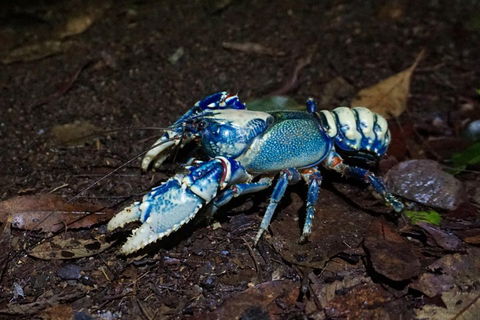 Glow Worms Private Tour - Nocturnal Rainforest Walk - Attractions 4