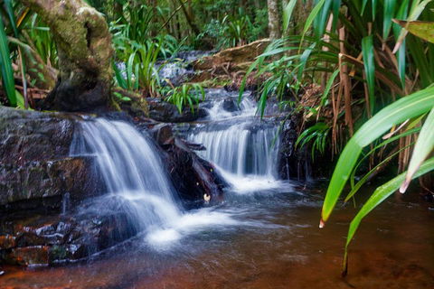 Glow Worms Private Tour - Nocturnal Rainforest Walk - Attractions 5