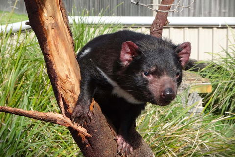 Tasmania 6 Day 'Tour In Circle' - Attractions 1