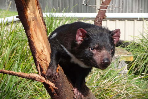 6-Day Tasmania Small-Group Guided Tour With Gourmet Food - Attractions 1