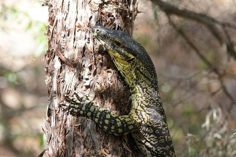 Byron Bay Hinterland Tour Including Rainforest Walk To Minyon Falls - Attractions 1