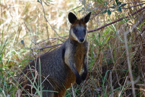 Byron Bay Combo: Hinterland Tour Including Minyon Falls And Kayaking With Dolphins - Attractions 2