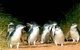 Phillip Island Penguins Private Tour - thumb 0