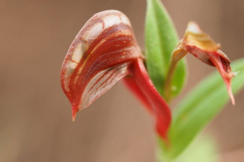 Wave Rock, Wild Flowers And Astro Photography - Attractions 2
