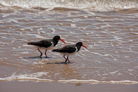 1770 Coastline Tour By LARC Amphibious Vehicle Including Picnic Lunch - Attractions 2