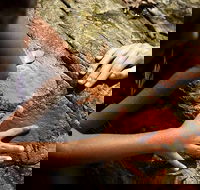 Ngana Julaymba Dungay - Half Day - Attractions