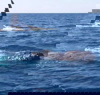 Noosa Whale Watching - Attractions