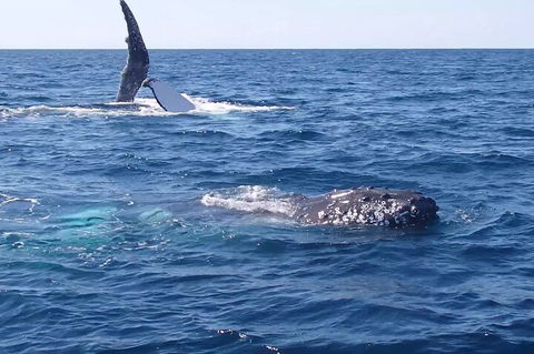Noosa Whale Watching - Attractions 0