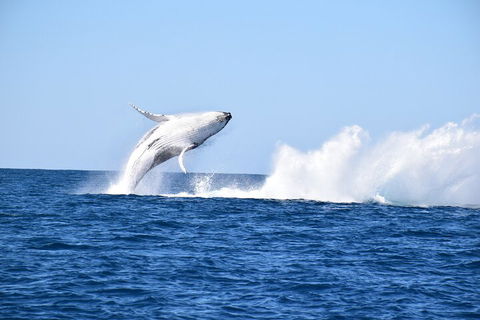 Noosa Whale Watching - Attractions 1