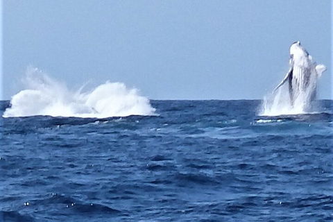 Noosa Whale Watching - Attractions 3