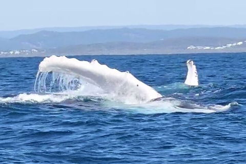 Noosa Whale Watching - Attractions 5
